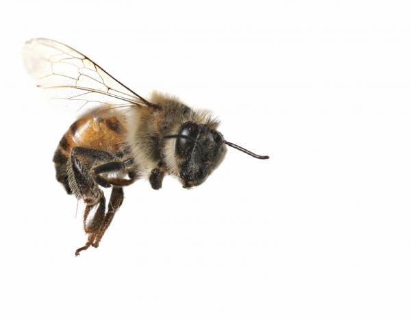 Самые опасные животные Австралии: медоносная пчела