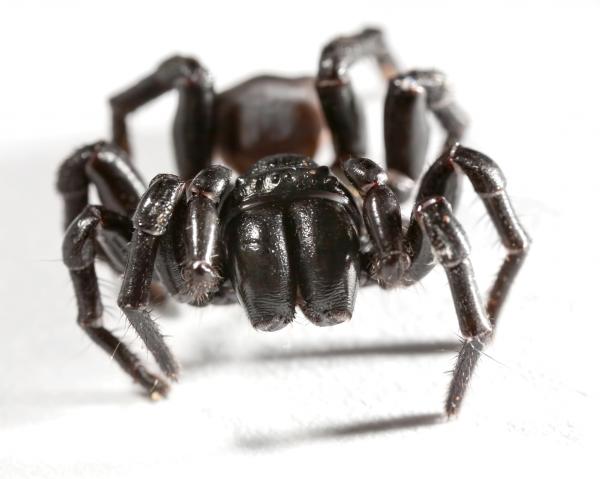 Самые опасные животные в Австралии - The Sydney Funnel Web Spider