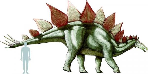 Самые популярные травоядные динозавры: стегозавр