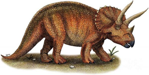 Самые популярные травоядные динозавры - трицератопс