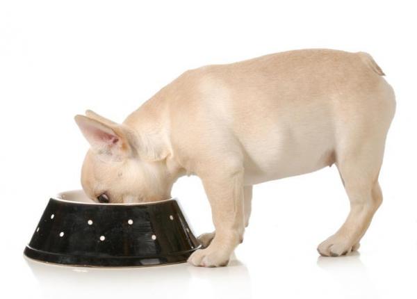 Сколько еды вы должны дать своей собаке? - Сколько должен съесть щенок?