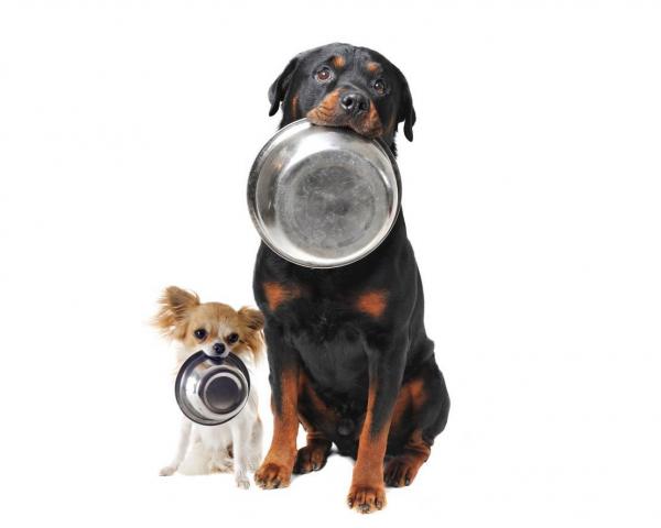 Сколько еды вы должны дать своей собаке? - рекомендуемое количество пищи для взрослой собаки