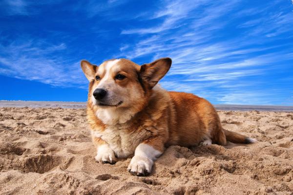 15 Список самых послушных пород собак - С фотографиями - 11. Пемброк Вельш Корги