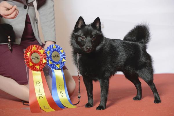 15 Список самых послушных пород собак - С фотографиями - 15. Бельгийская Шипперке