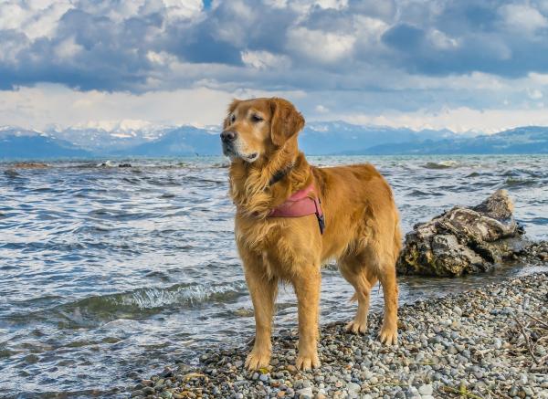 15 Список самых послушных пород собак - С фотографиями - 4. Золотистый ретривер