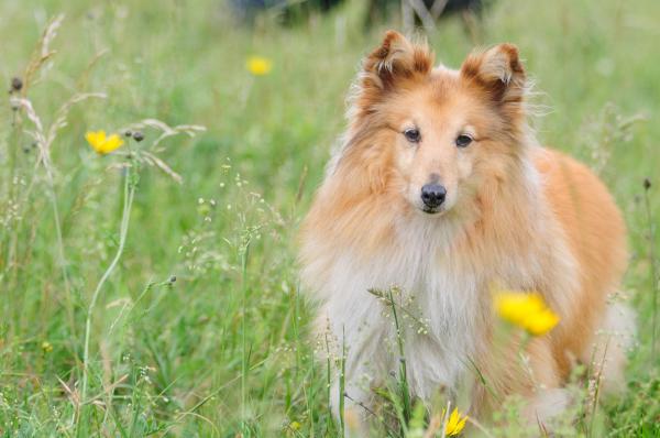 Список 15 самых послушных пород собак - С фотографиями - 6. Шетландские овчарки