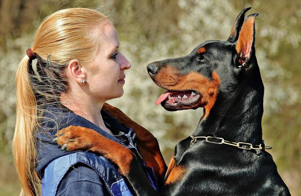 15 Список самых послушных пород собак - С изображениями - 5. Доберман Пинчер