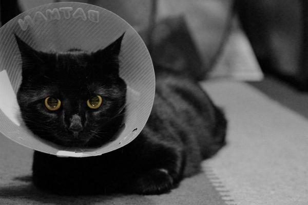 Уход за кастрированным котом: защитите раны разреза