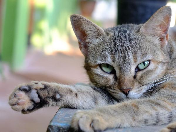 Уход за кастрированным котом: уход за заживлением раны