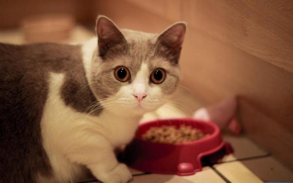 Уход за кастрированной кошкой: питание и диета после стерилизации