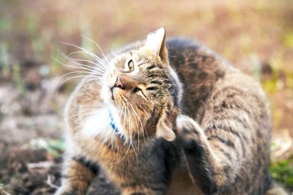 Проблемы с ушами у кошек - Кошачья инфекция: отит