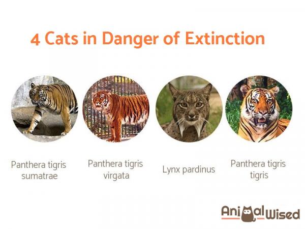 Вымершие виды кошек: кошкам грозит вымирание
