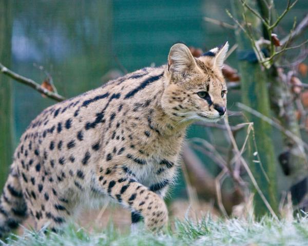 10 самых странных кошек в мире - саванна кошка