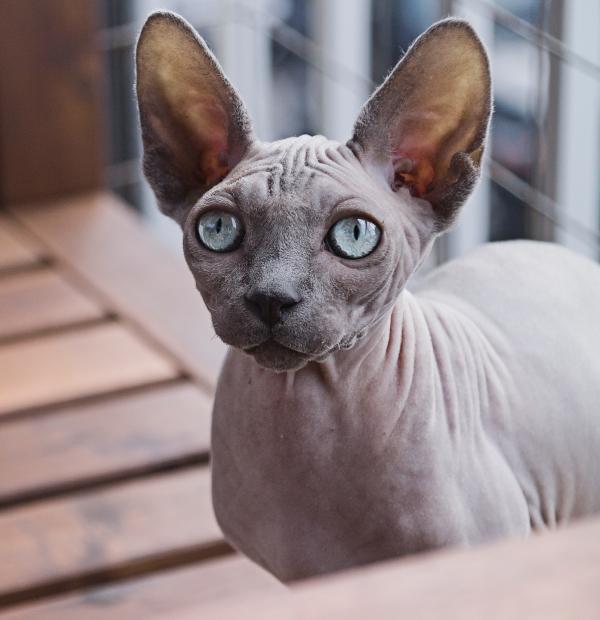 5 пород голых кошек