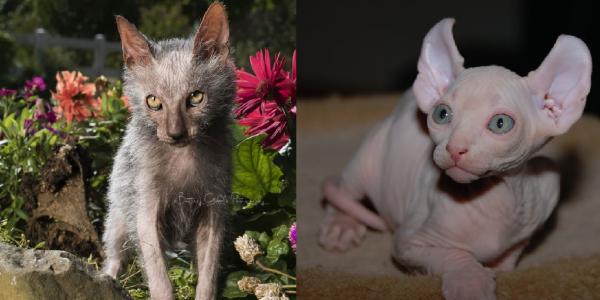 5 пород голых кошек - ... кот лыкой и эльфийский кот