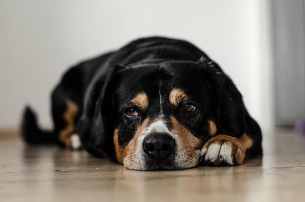 Артрит у собак: что такое артрит?