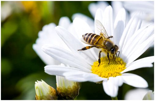 Без пчел не было бы жизни на земле
