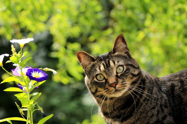 Более 20 растений, токсичных для кошек