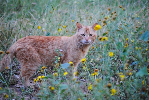 Более 20 растений, которые токсичны для кошек: как токсичны растения для кошек?