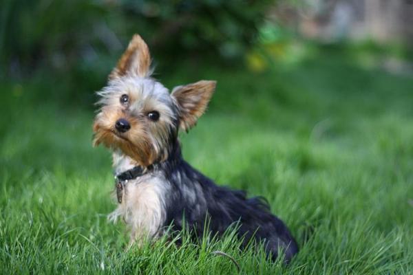 Болезнь Легга-Кальве-Пертеса у собак - Причины, симптомы, диагностика Лечение - Болезнь Легга-Кальве-Пертеса у собак: причины