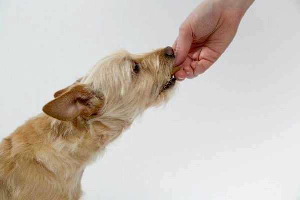 Человеческий глюкозамин для собак - натуральный глюкозамин для собак