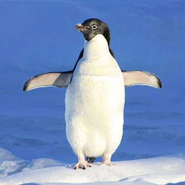 Диета пингвина: что едят пингвины?