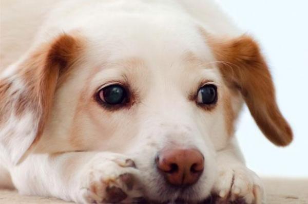 Гастроэнтерит у собак: когда обратиться к ветеринару