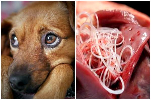 Heartworm у собак: симптомы, лечение и профилактика