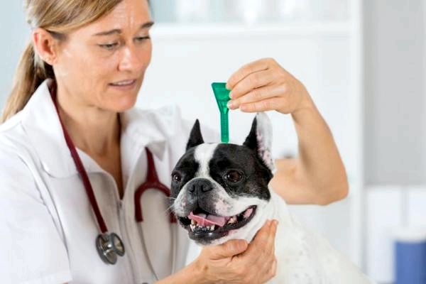 Heartworm у собак - симптомы, лечение и профилактика - Heartworm у собак: профилактика