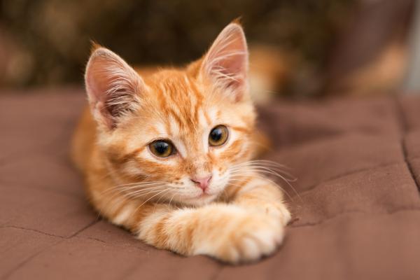 Имена хинди для кошек - со значениями - что в имени?