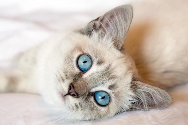 Имена хинди для кошек - со значениями - назначение вашей кошки: несколько советов