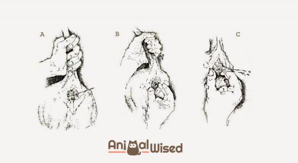 Экспресс железы в кошках - Экспресс железы в кошках