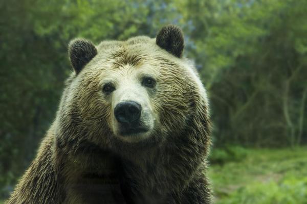 Как и когда медведи впадают в спячку? - характеристики медведей.