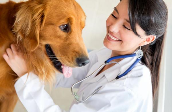 Как найти свою потерянную собаку - иди в ветеринарную клинику