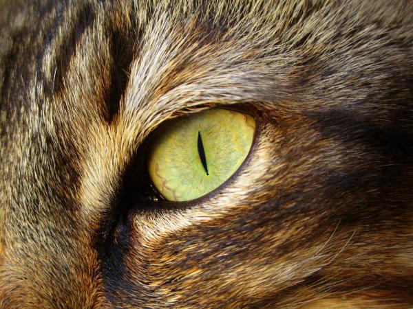 Как узнать, обезвожен ли кот: проверьте глаза