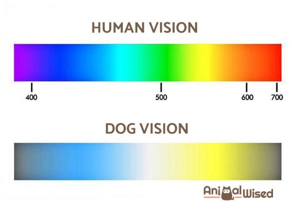 Какие цвета могут видеть собаки? - Что видят собаки?