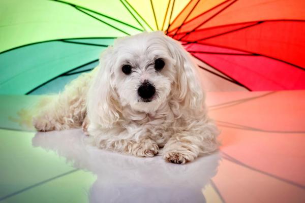 Какие цвета могут видеть собаки?