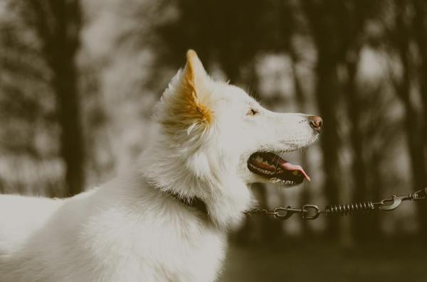 Моя собака Альбинос? Характеристики собак-альбиносов: каковы характеристики собак-альбиносов?