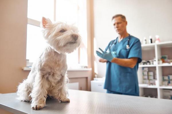 Низкие тромбоциты у собак: причины, симптомы и лечение