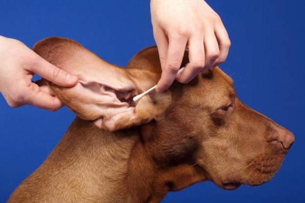 Нормальный уровень глюкозы у собак: как измерить уровень глюкозы в крови у собак