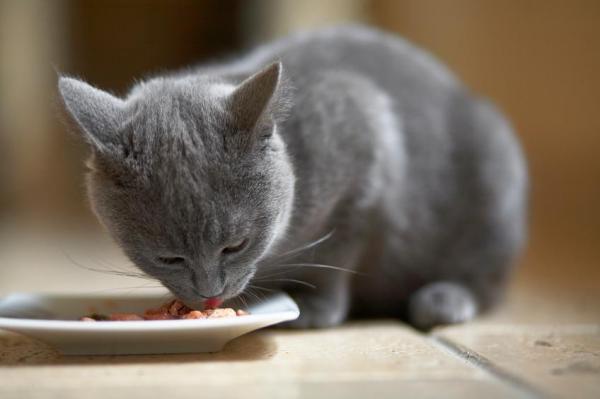 Почему моя кошка всегда хочет, чтобы я видел, как она ест? - Что делать, если ваша кошка хочет, чтобы вы видели, как они едят