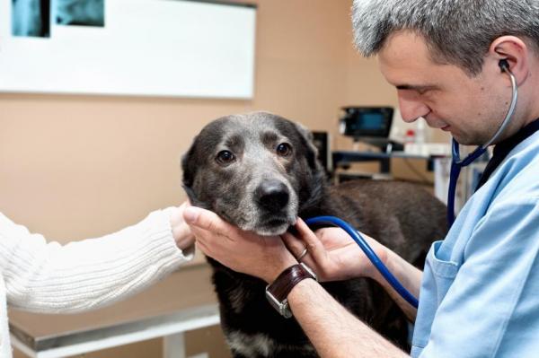 Рак костей у собак. Лечение рака костей у собак