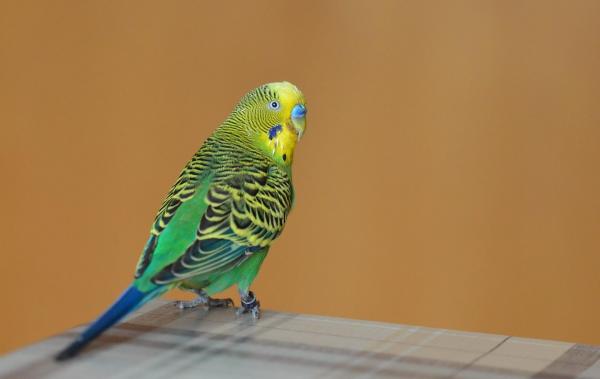 Различия между попугаями мужского и женского пола. Различия в цветах попугаев мужского и женского пола