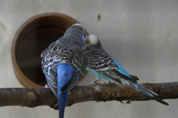 Различия между попугаями мужского и женского пола: определение пола волнистого попугайчика при пальпации