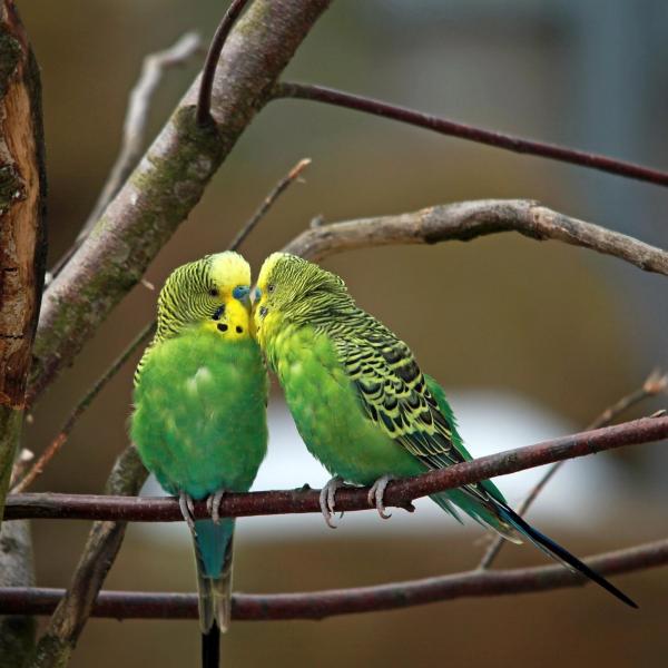 Различия между мужскими и женскими попугаями