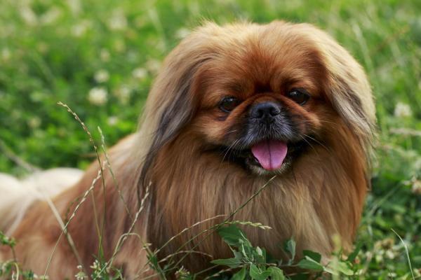 Список брахицефальных пород собак - Характеристика и уход - 4. Пекинес