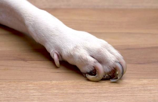 У моей собаки сломан ноготь: отрастают ли собачьи ногти?
