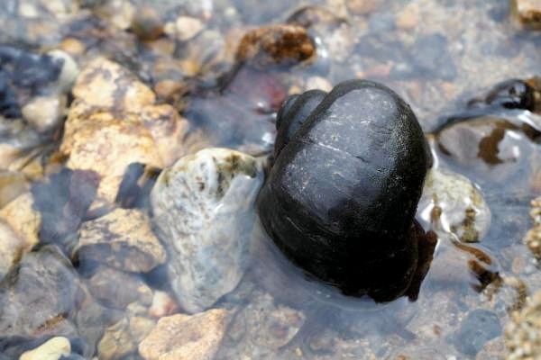 Виды улиток - морских и наземных - 2. Pomacea canaliculata