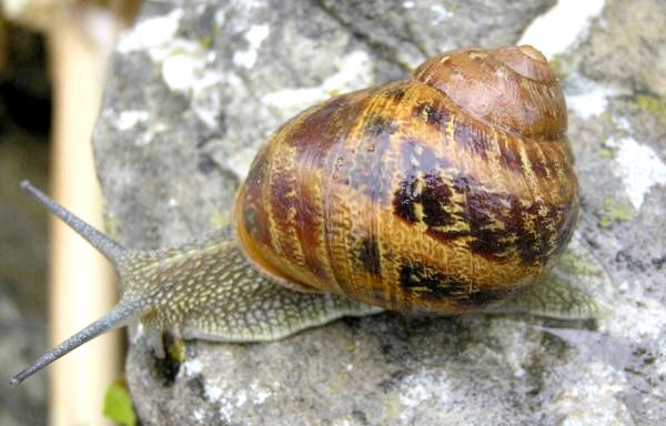 Виды улиток - морских и наземных - 2. Helix aspersa