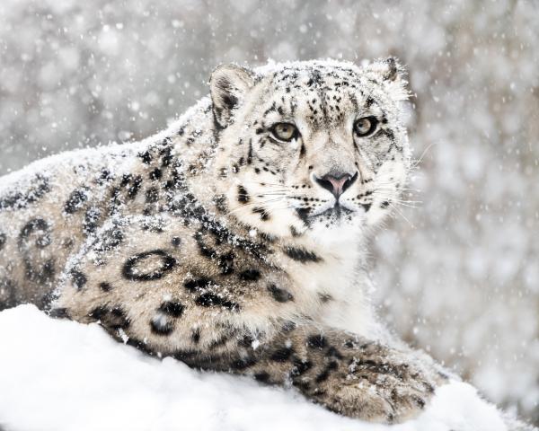 Исчезающие животные Индии - С картинками - Снежный барс